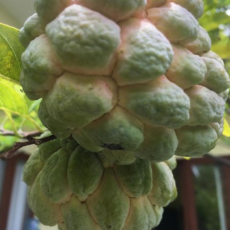 Kubu Green Нуса-Дуа Экстерьер фото